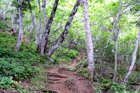 登山道