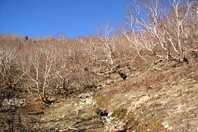 登山道