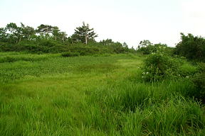 鳥原湿原