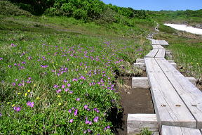 登山道