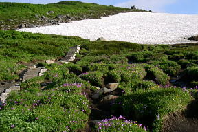 登山道