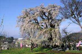 横道の桜