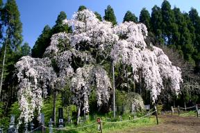 坪井の桜