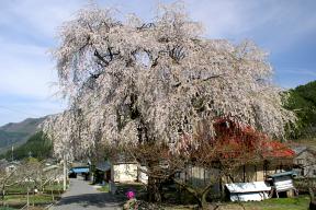 中塩の桜