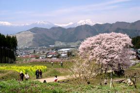 黒部の桜