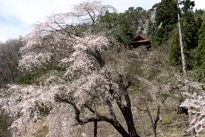 赤和観音の桜