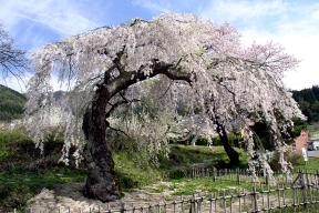 赤和センターの桜