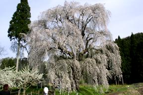 水中の桜