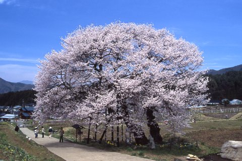 信州高山村桜ハイキング 2007年4月28日 - 29日 一般旅館利用