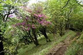 登山道