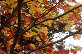 紅葉