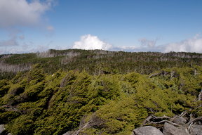 縞枯