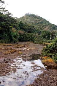 小花之江河