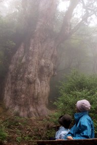 縄文杉
