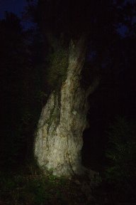 縄文杉