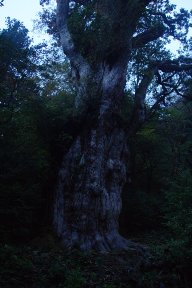 縄文杉