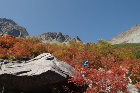 紅葉