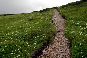 道