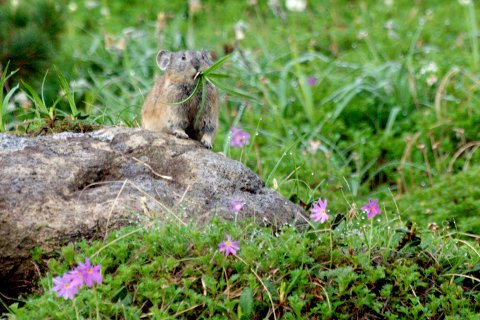 ナキウサギとエゾコザクラ