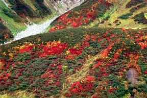 立山の紅葉