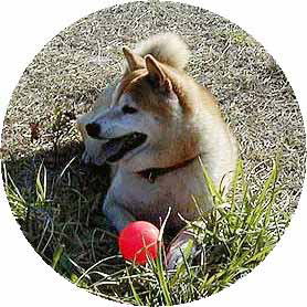 chako