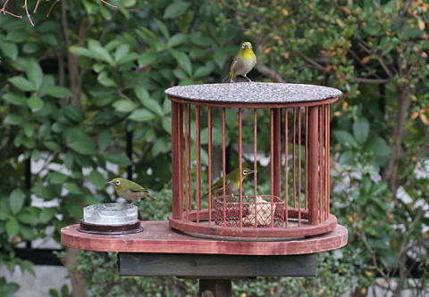 庭に野鳥を呼ぶ、餌台、バードフィーダー、ヒヨドリ除け