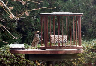 庭に野鳥を呼ぶ 餌台 バードフィーダー ヒヨドリ除け