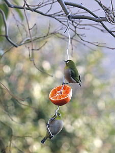 庭に野鳥を呼ぶ、餌台、バードフィーダー、ヒヨドリ除け