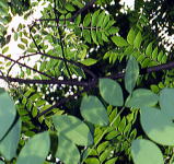 カラピンチャ　英名；curry leaves