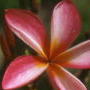 The flower of A.