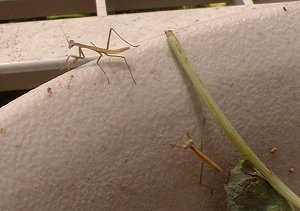 カマキリの孵化