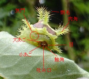 イラガの変身