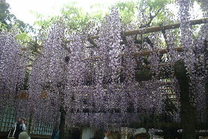 ������̓�