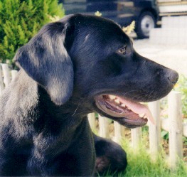 ��D������