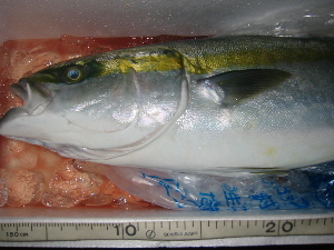 kozu23"width=""hight="150"