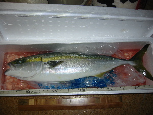 kozu24"width=""hight="150"