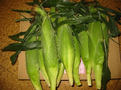 yasu11"width=""hight="150"