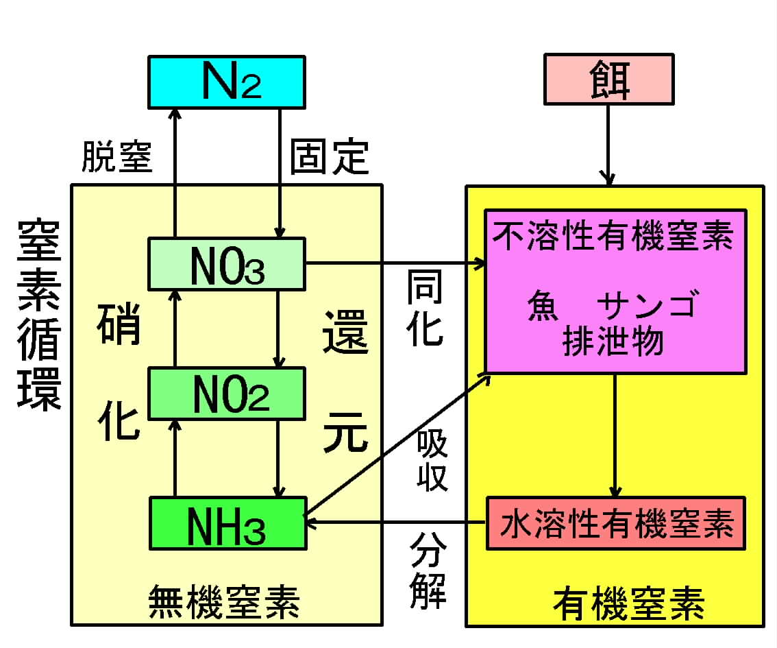 Images of 窒素循環 JapaneseClass.jp