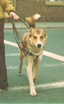 seeing eye dog