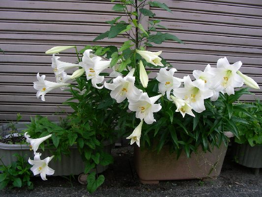 at Kisaichi