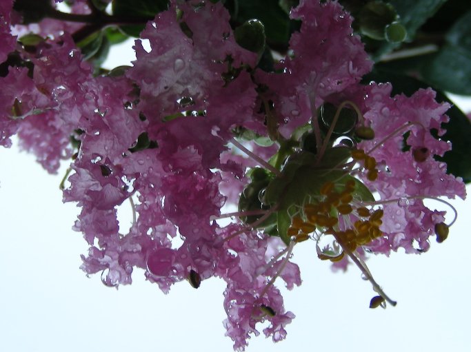 at Kisaichi