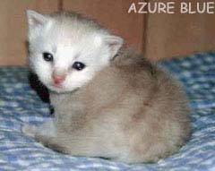 ����I�J�t�F�I���܂񂪓������H�I