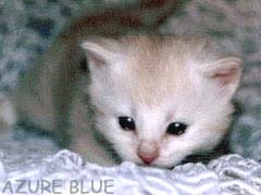 ����񂫂�[��