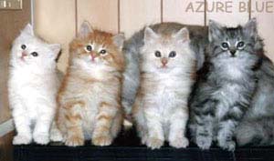 ���[��A�J���t���I