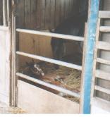 マキバトパーズと牡馬