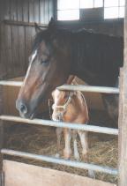 マキバトパーズと息子