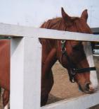 イシノサンデー