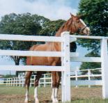 イシノサンデー