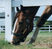 イシノサンデー