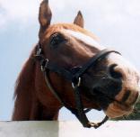 「目がトローン」のイシノサンデー